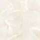 Купить Керамогранитная плитка LCM полированная 6060TLN01P Talisman Onyx Crema , 600*600*8 (4 шт в уп/51.84 м в пал) (6060tln01p) по цене 2390 руб., в Санкт-Петебруге в интернет магазине 100-Систем, а также дургие товары LCM из раздела Керамогранит и Напольные покрытия